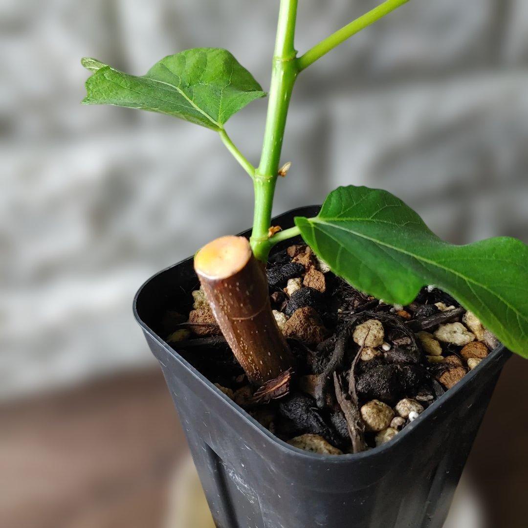 イチジク挿木苗 Jamal Al Asfar