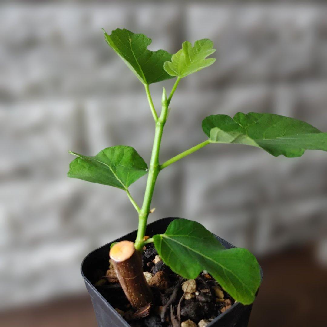 イチジク挿木苗 Jamal Al Asfar