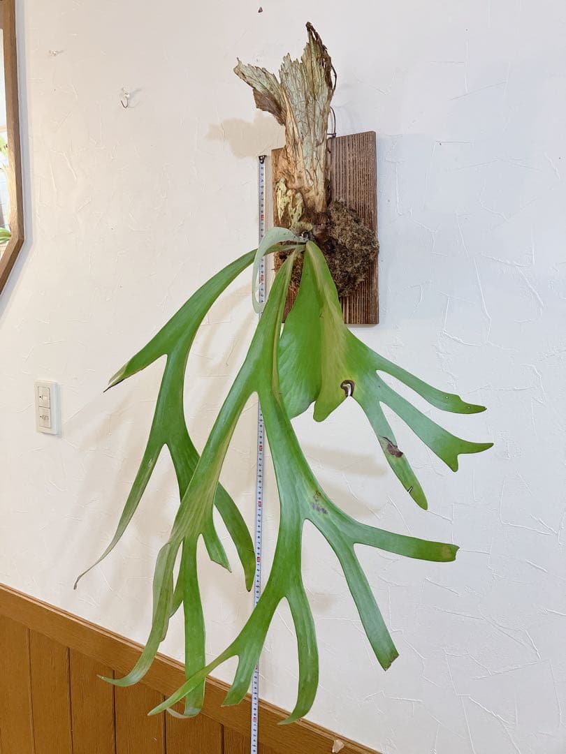 外ハネ大株ビカクシダ　ウィリンキーwild\"east java\" コウモリラン