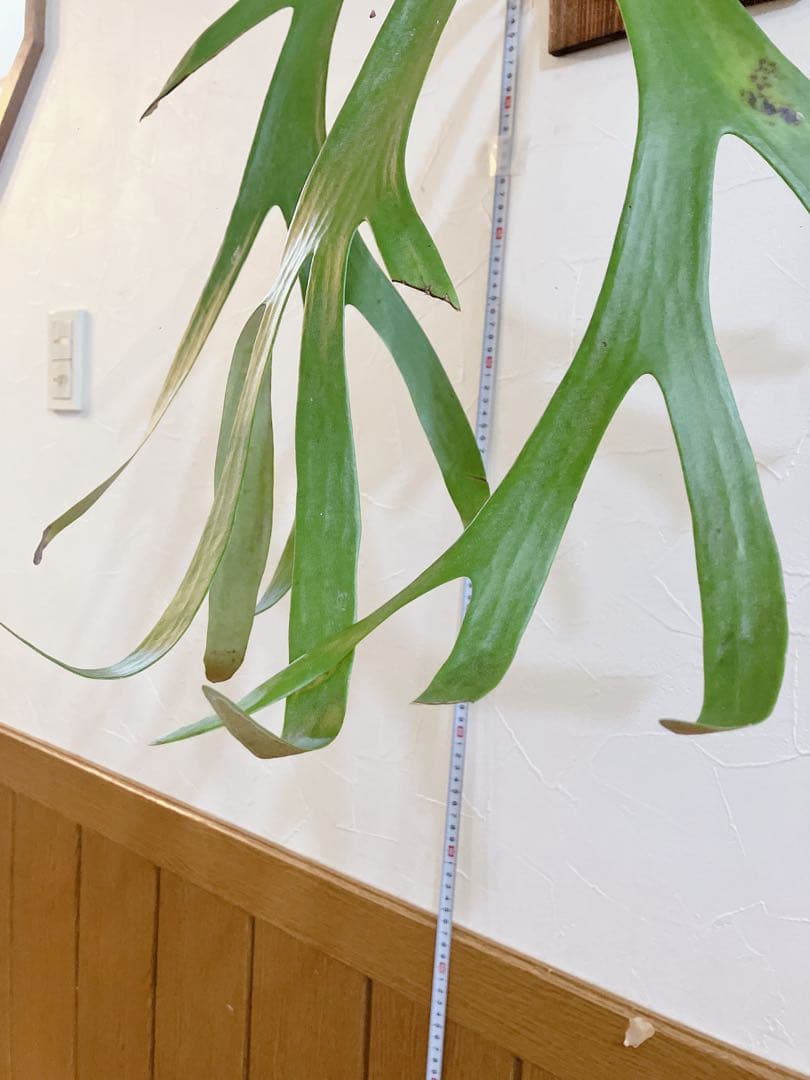 外ハネ大株ビカクシダ　ウィリンキーwild\"east java\" コウモリラン