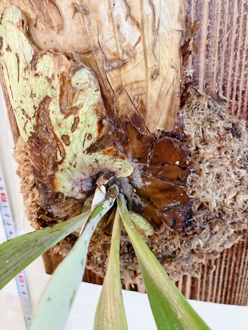 外ハネ大株ビカクシダ　ウィリンキーwild\"east java\" コウモリラン