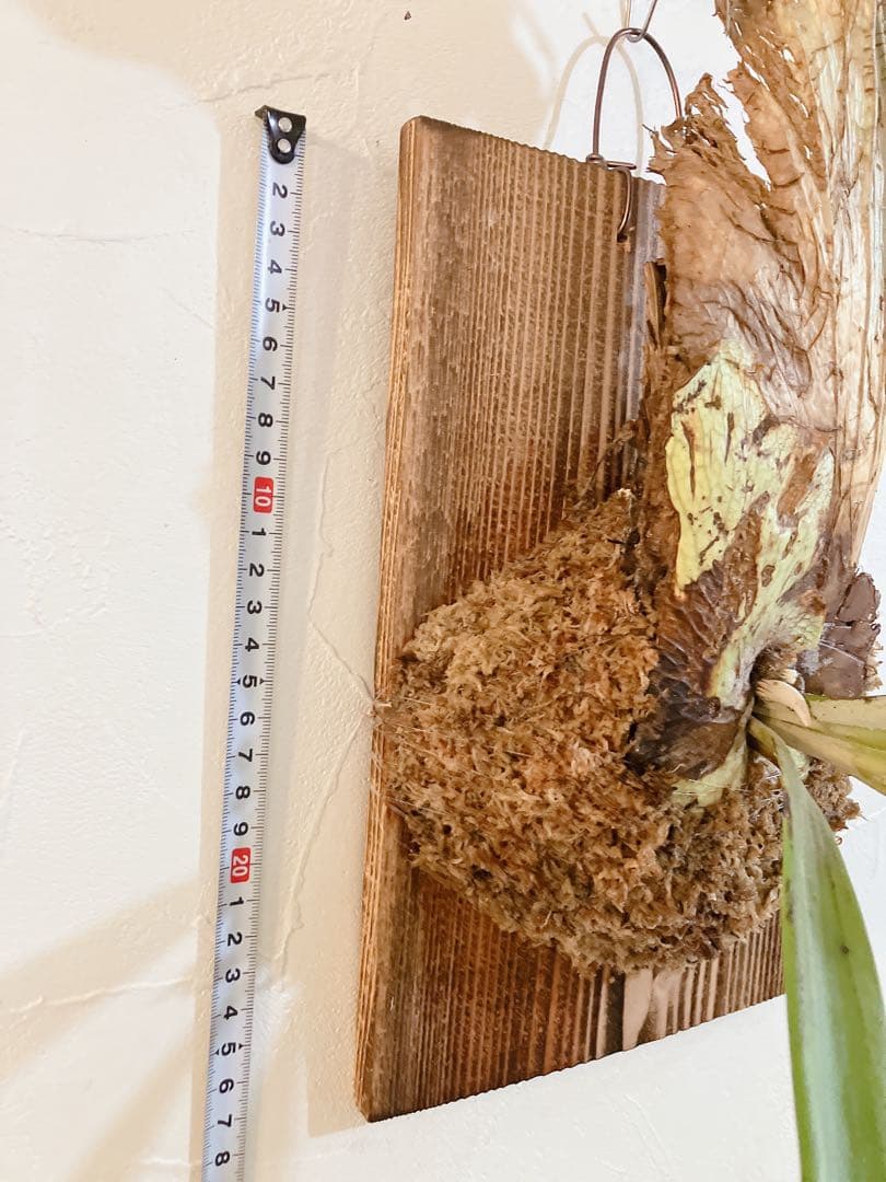 外ハネ大株ビカクシダ　ウィリンキーwild\"east java\" コウモリラン