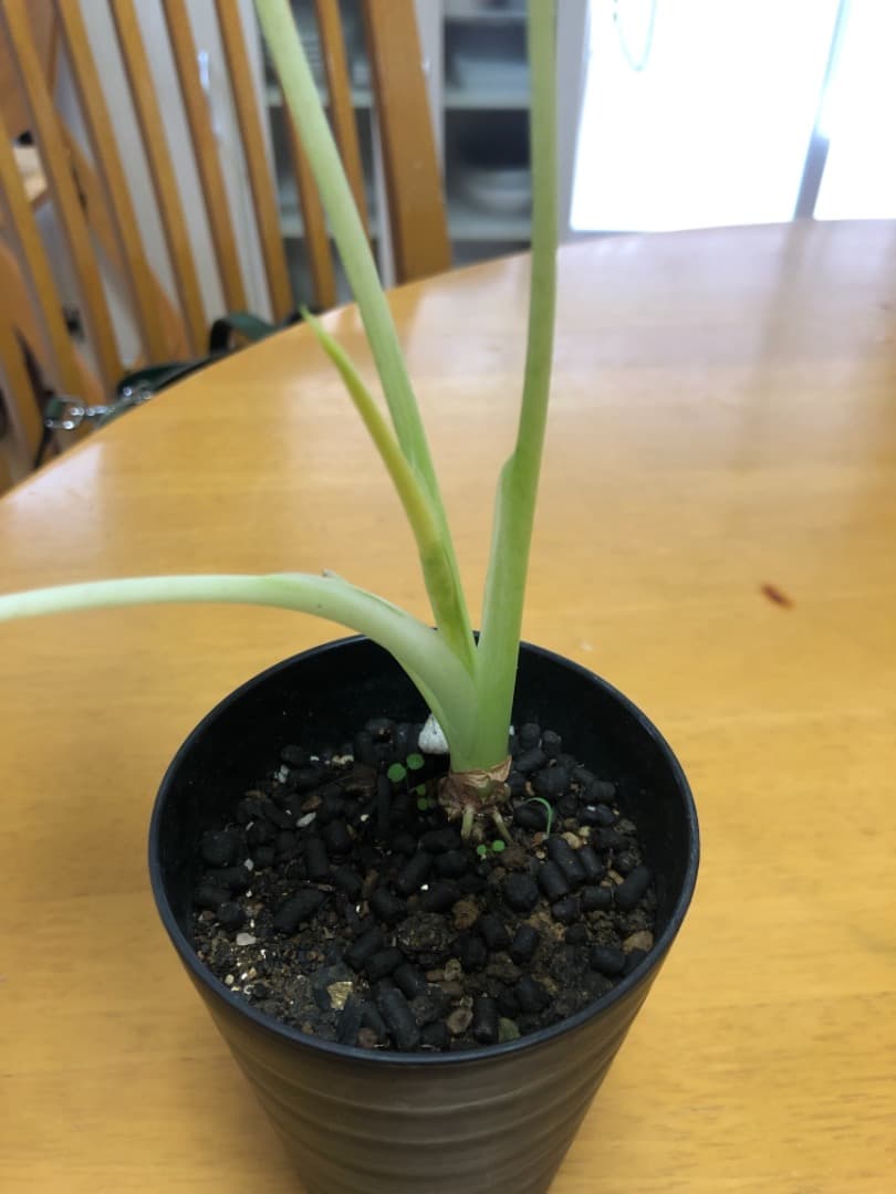 斑入りクワズイモ　アロカシア