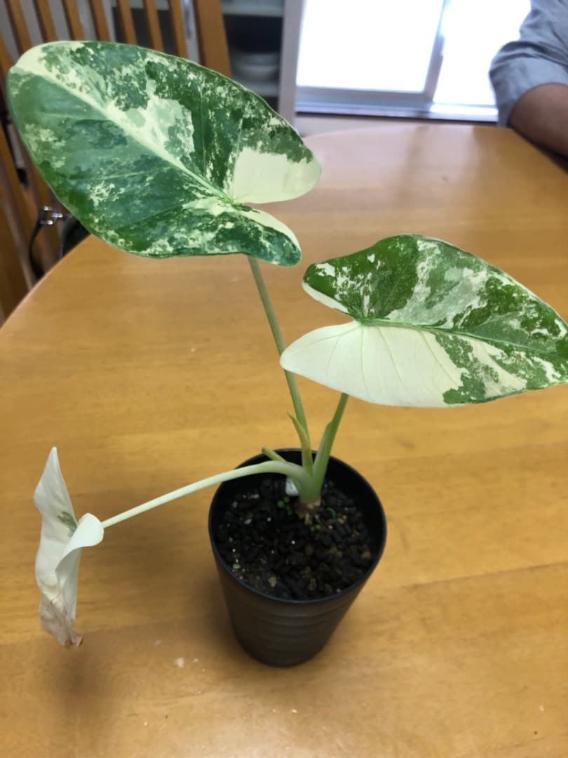 斑入りクワズイモ　アロカシア