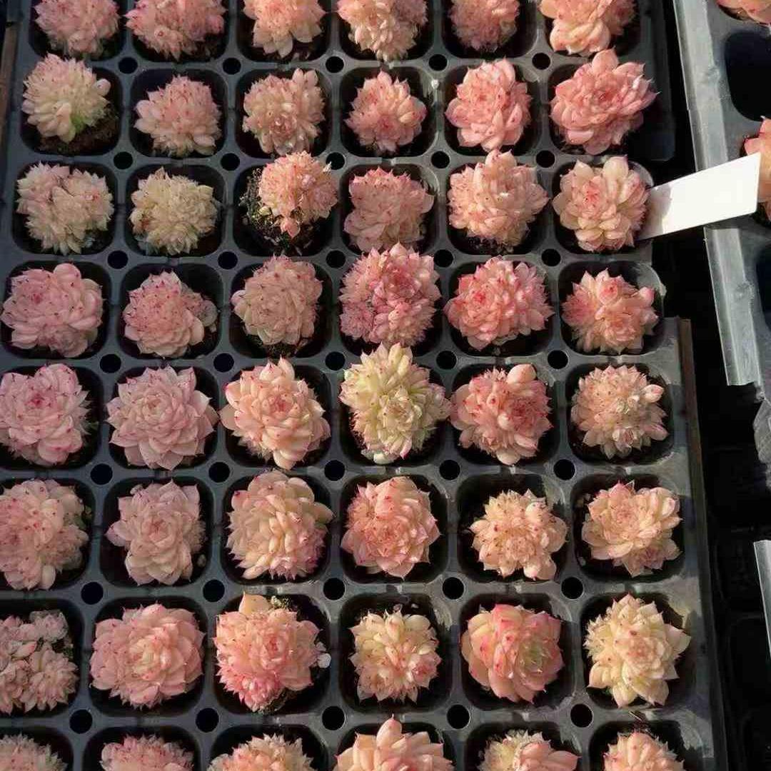 Top【選抜株】　多肉植物　24188マルガン 72個　プラグトレー苗