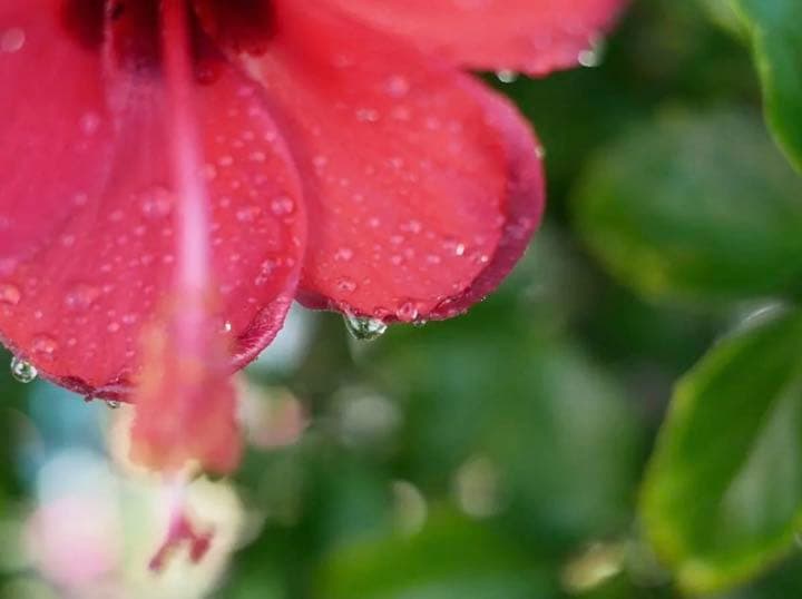 25mm F1.8 写真が上達！単焦点レンズ！軽量！お散歩レンズ！SONY対応！