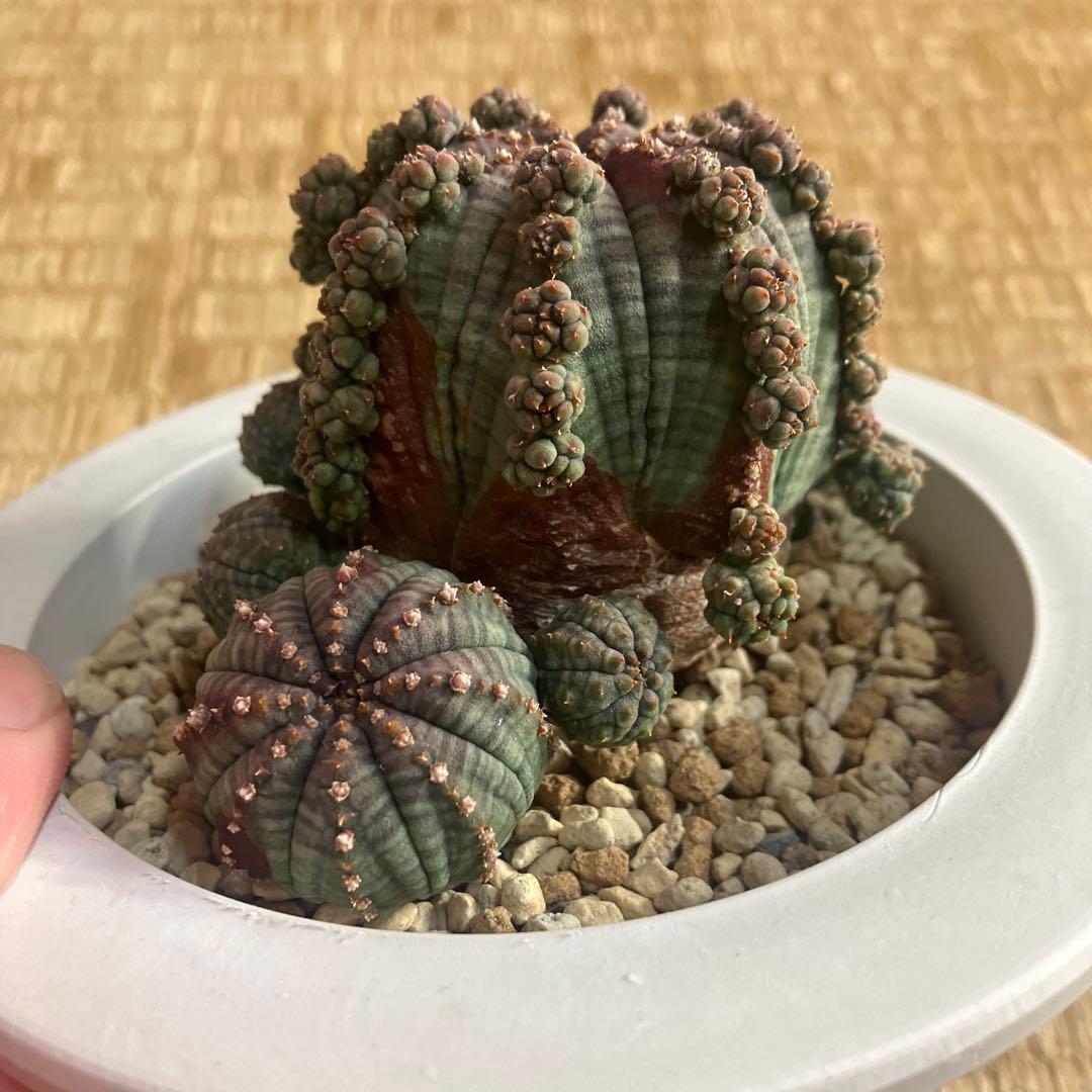 アストロフィツム　シンメトリカ 鉢ごと発送　３月３０日発送