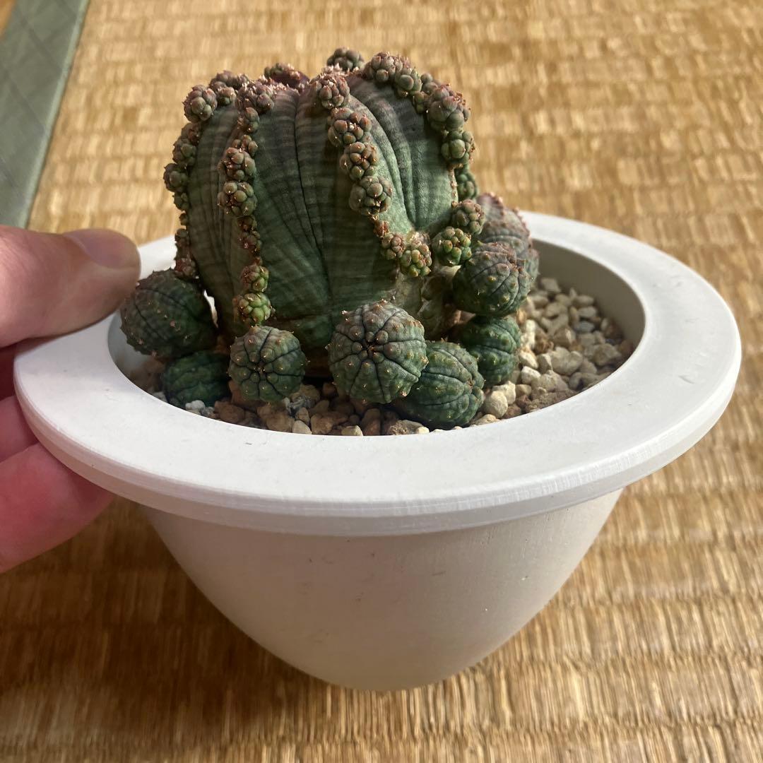 アストロフィツム　シンメトリカ 鉢ごと発送　３月３０日発送