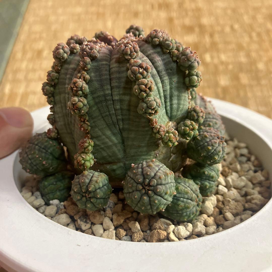 アストロフィツム　シンメトリカ 鉢ごと発送　３月３０日発送