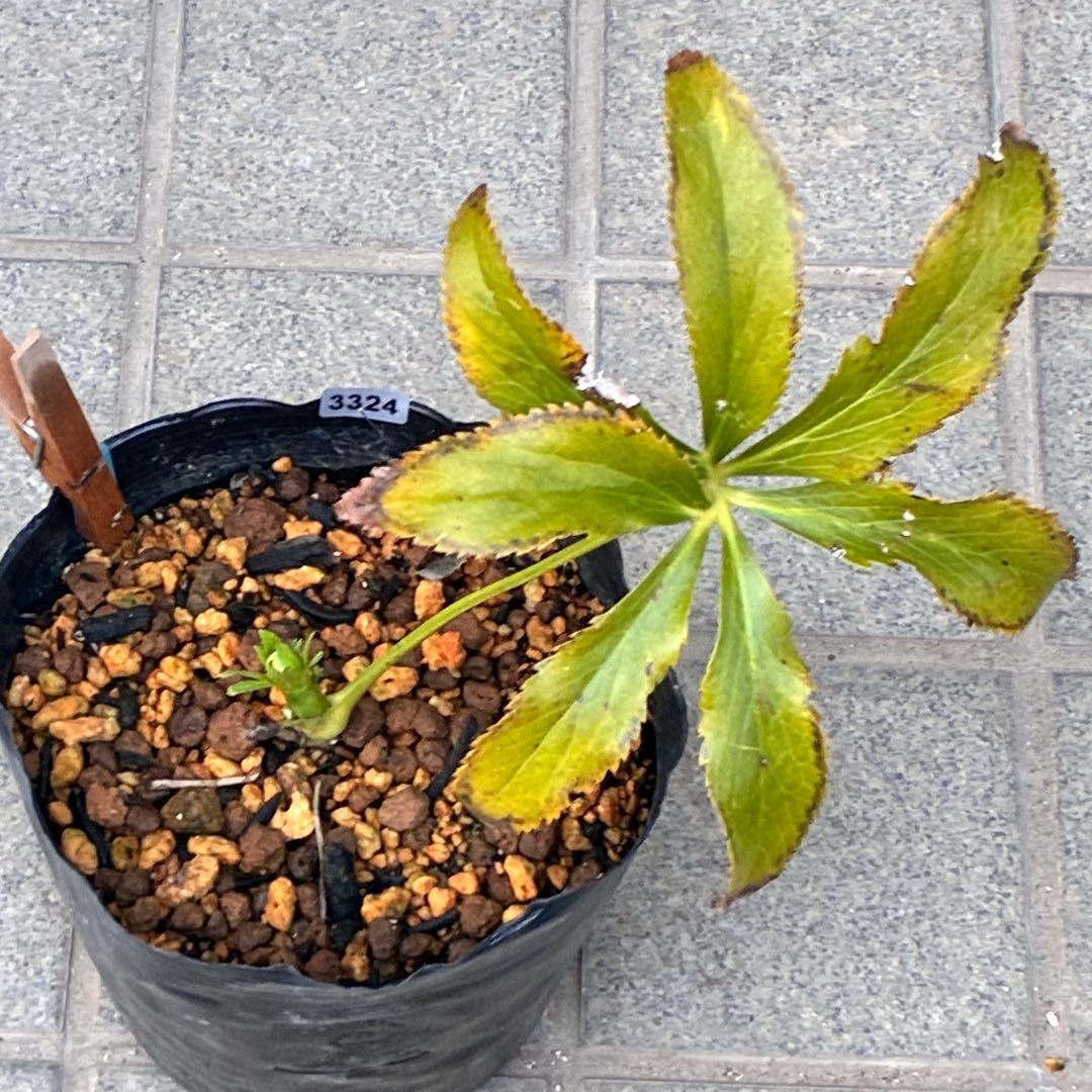 流*》様 ☘️蕾付き☘️NEW☘️レア☘️3324⭐️マイクロヒデコート⭐️小輪