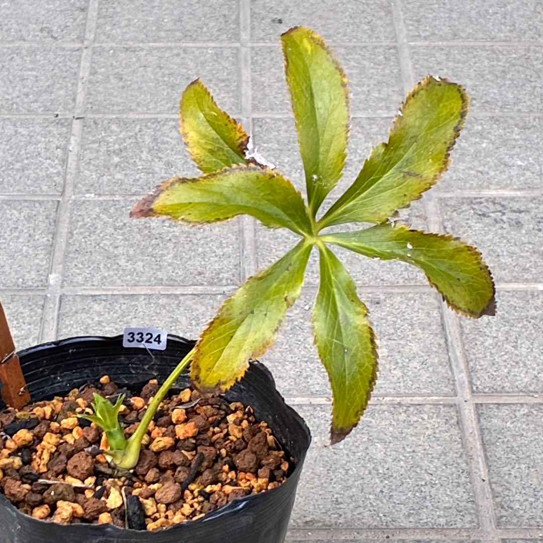 流*》様 ☘️蕾付き☘️NEW☘️レア☘️3324⭐️マイクロヒデコート⭐️小輪