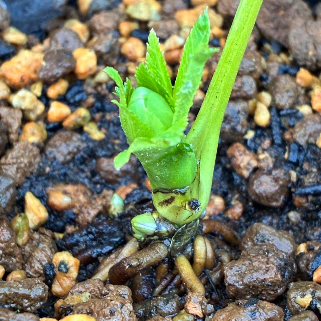 流*》様 ☘️蕾付き☘️NEW☘️レア☘️3324⭐️マイクロヒデコート⭐️小輪