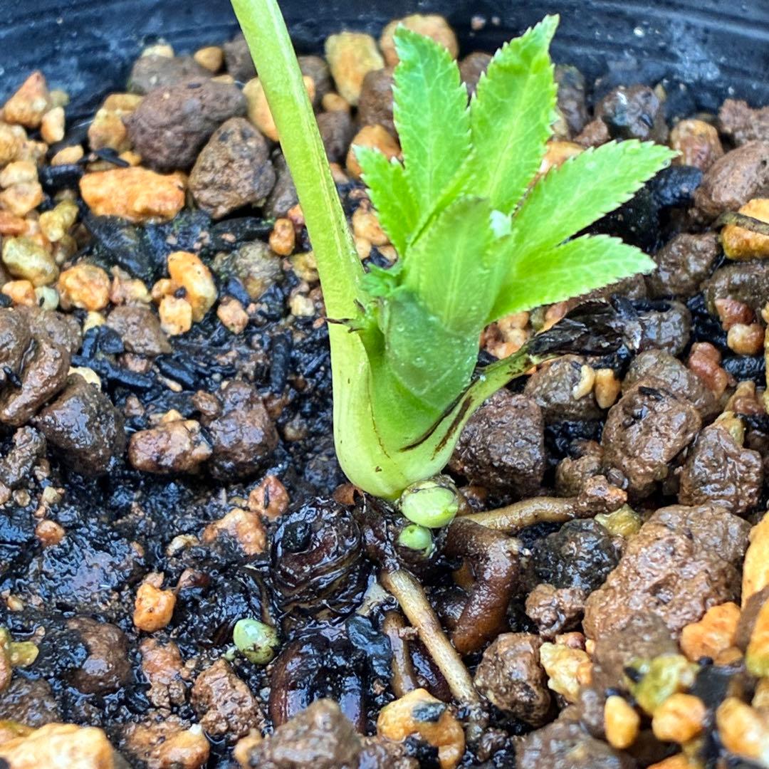 流*》様 ☘️蕾付き☘️NEW☘️レア☘️3324⭐️マイクロヒデコート⭐️小輪