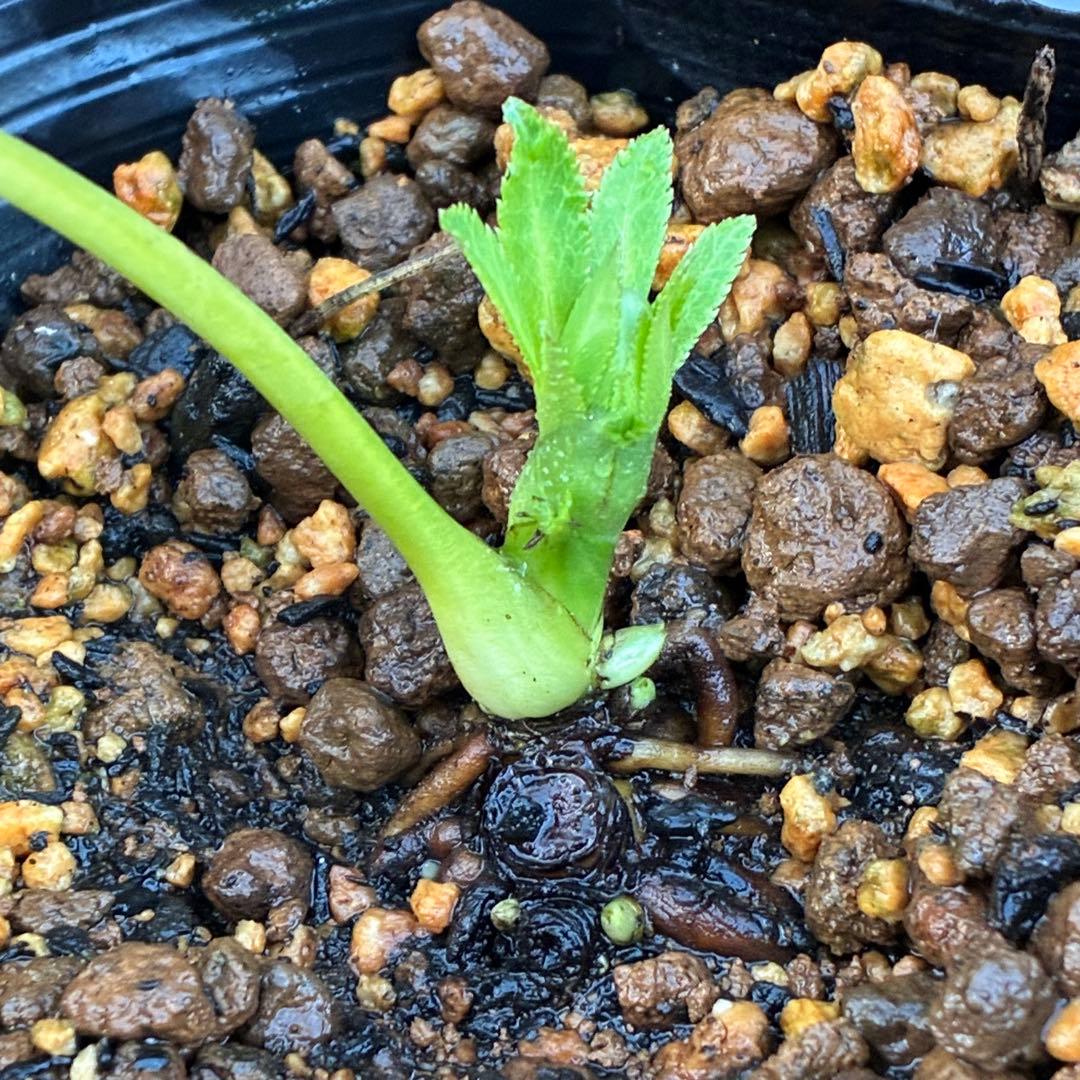 流*》様 ☘️蕾付き☘️NEW☘️レア☘️3324⭐️マイクロヒデコート⭐️小輪