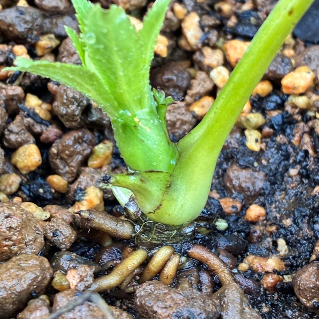 流*》様 ☘️蕾付き☘️NEW☘️レア☘️3324⭐️マイクロヒデコート⭐️小輪