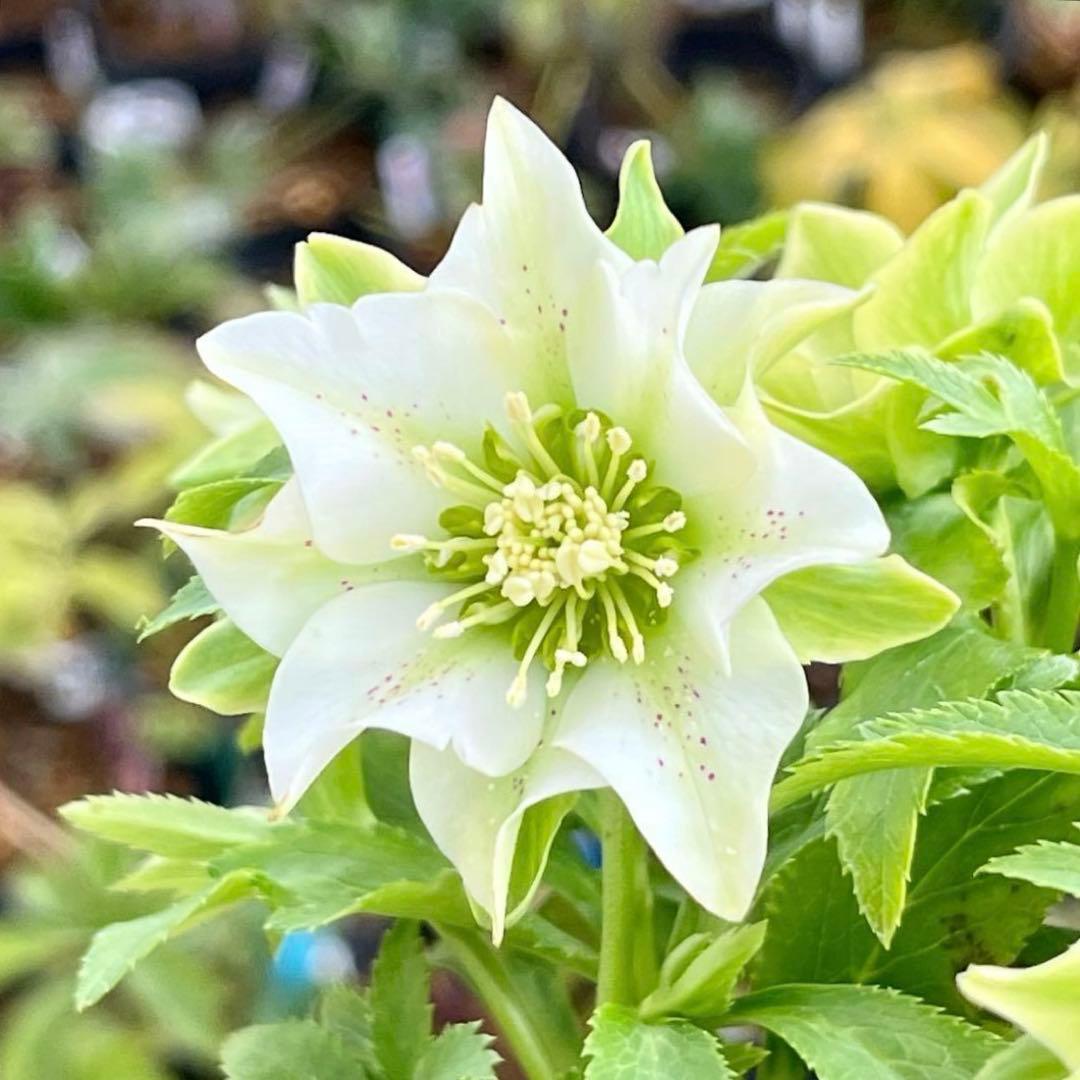 流*》様 ☘️蕾付き☘️NEW☘️レア☘️3324⭐️マイクロヒデコート⭐️小輪