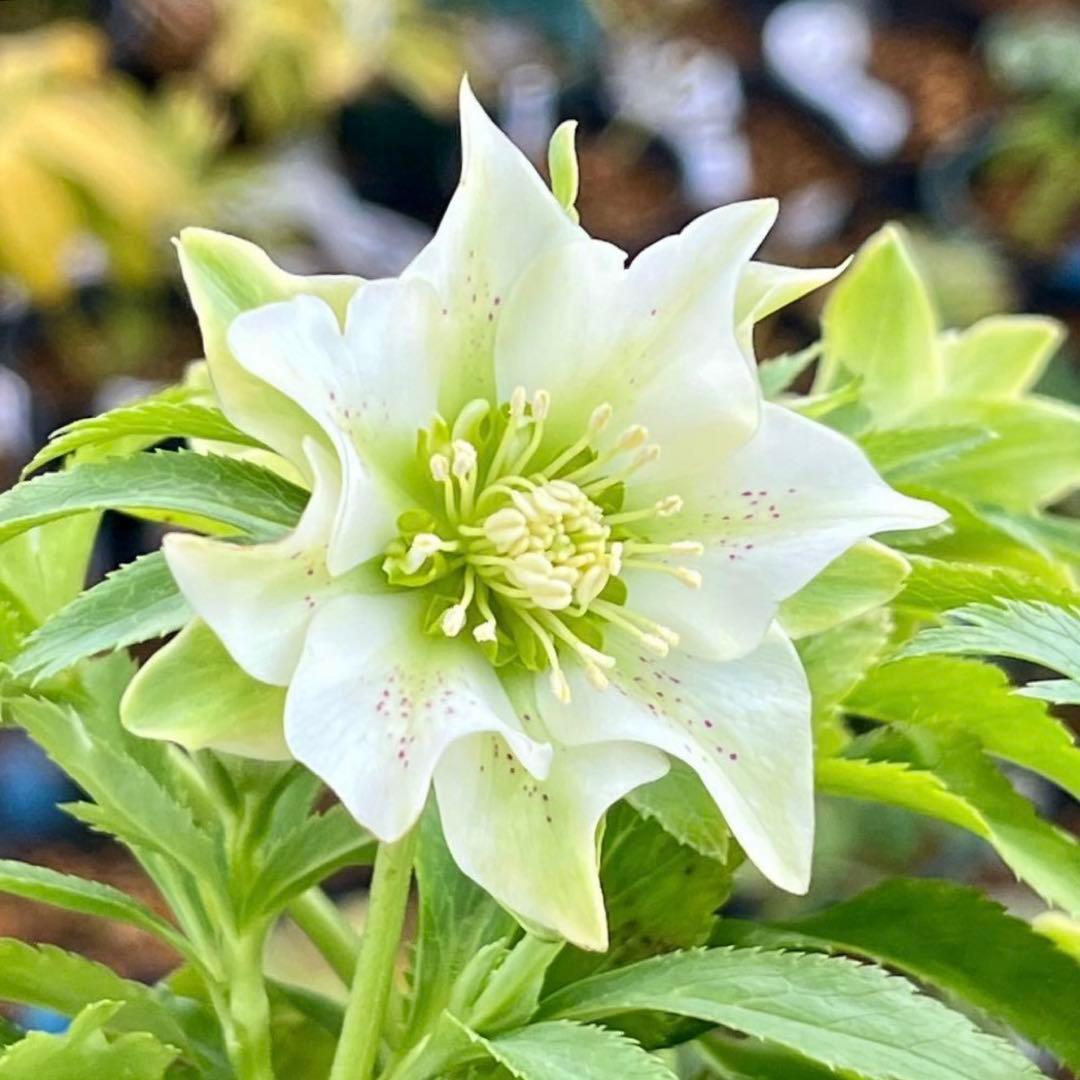 流*》様 ☘️蕾付き☘️NEW☘️レア☘️3324⭐️マイクロヒデコート⭐️小輪