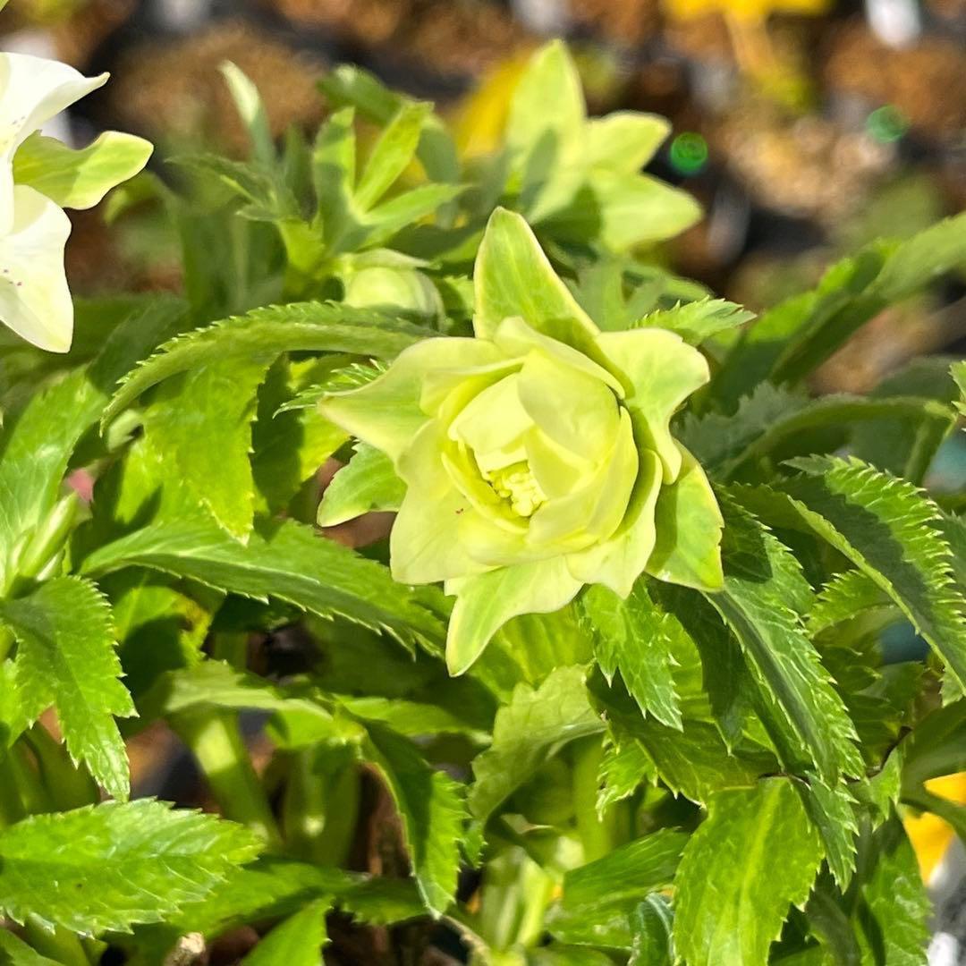 流*》様 ☘️蕾付き☘️NEW☘️レア☘️3324⭐️マイクロヒデコート⭐️小輪