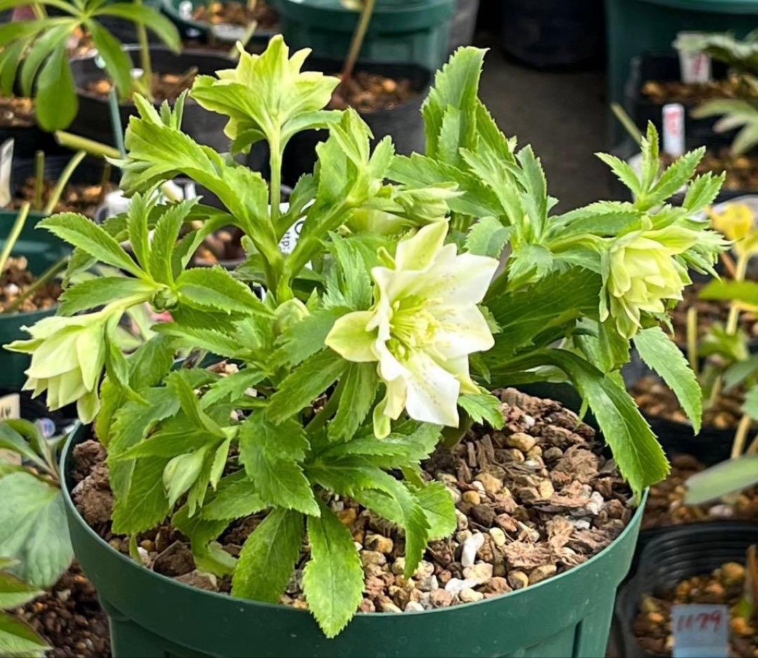 流*》様 ☘️蕾付き☘️NEW☘️レア☘️3324⭐️マイクロヒデコート⭐️小輪