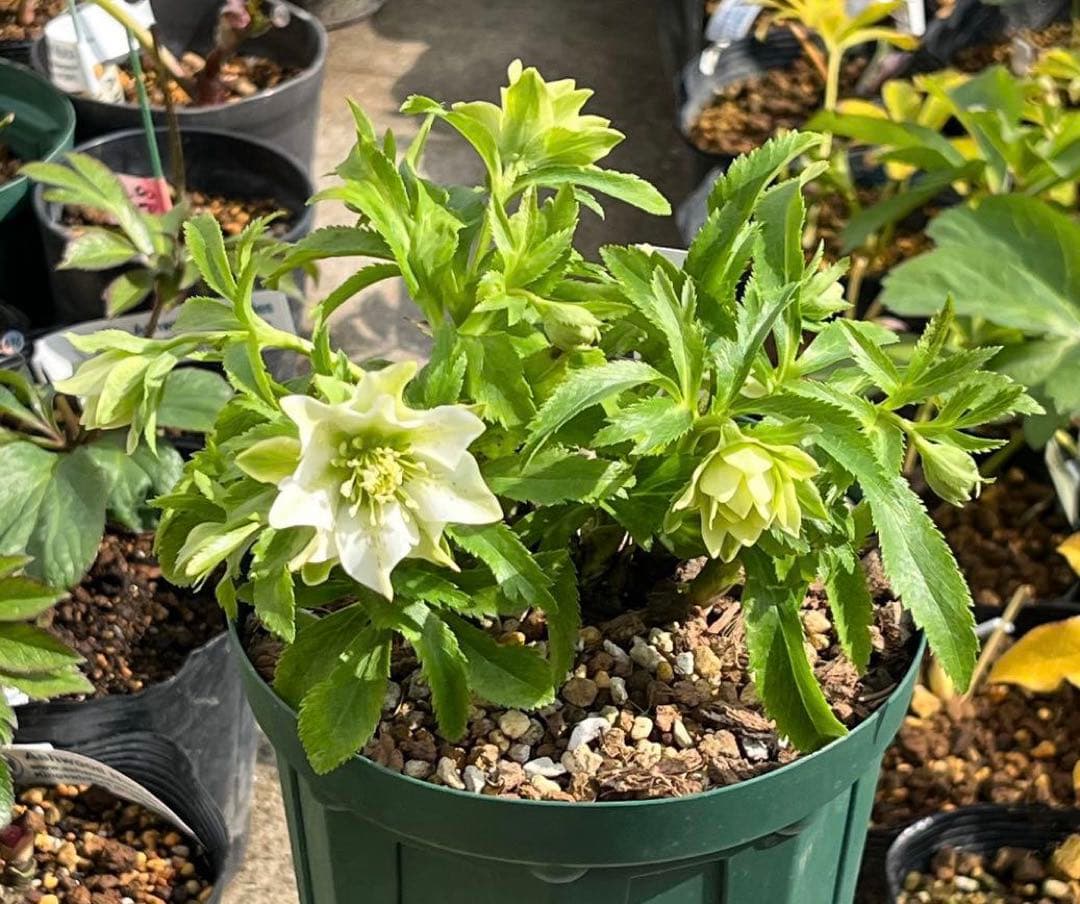 流*》様 ☘️蕾付き☘️NEW☘️レア☘️3324⭐️マイクロヒデコート⭐️小輪