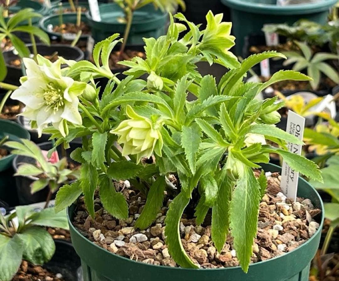 流*》様 ☘️蕾付き☘️NEW☘️レア☘️3324⭐️マイクロヒデコート⭐️小輪