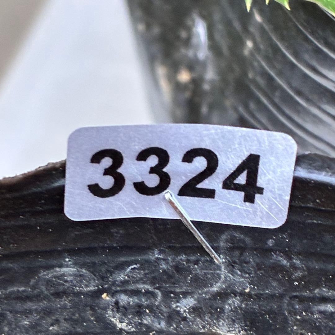 流*》様 ☘️蕾付き☘️NEW☘️レア☘️3324⭐️マイクロヒデコート⭐️小輪