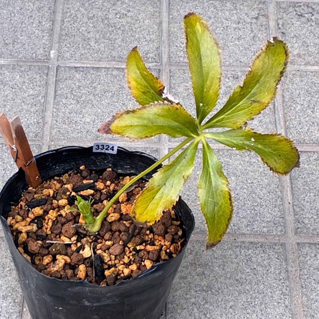 流*》様 ☘️蕾付き☘️NEW☘️レア☘️3324⭐️マイクロヒデコート⭐️小輪