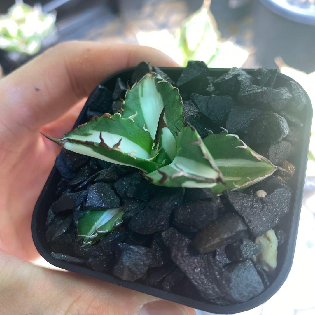 GTページ1237 【鉢のまま発送】 アガベ ジャガーノート錦 太陽神錦