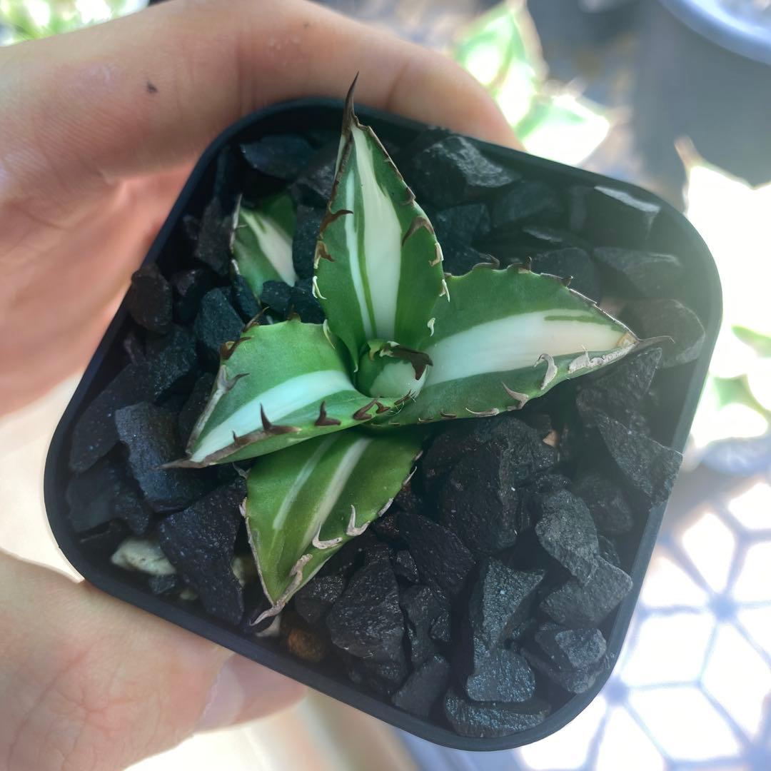 GTページ1237 【鉢のまま発送】 アガベ ジャガーノート錦 太陽神錦