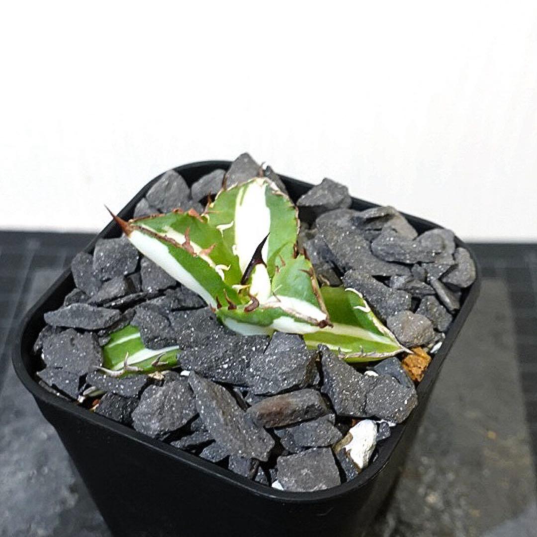 GTページ1237 【鉢のまま発送】 アガベ ジャガーノート錦 太陽神錦