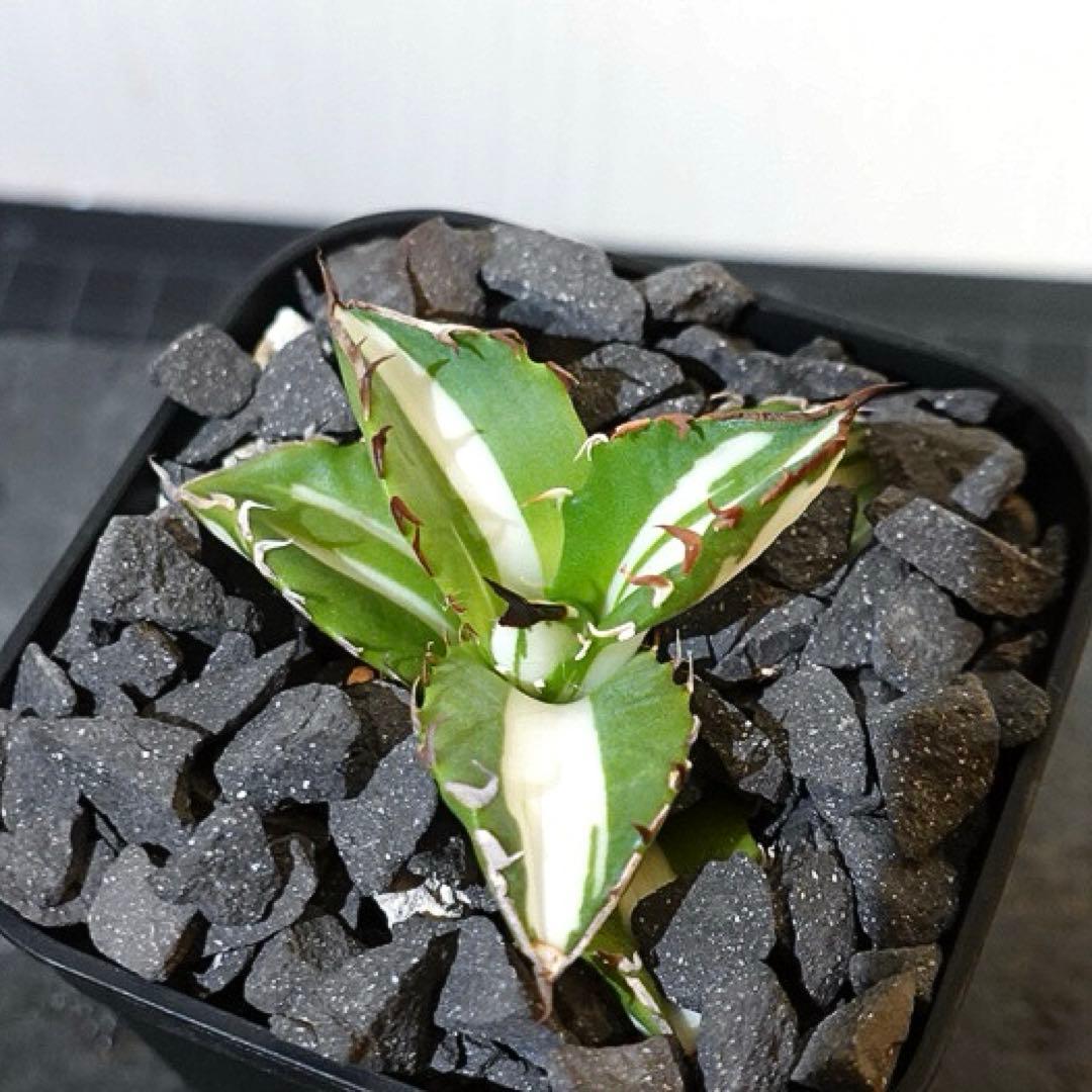 GTページ1237 【鉢のまま発送】 アガベ ジャガーノート錦 太陽神錦