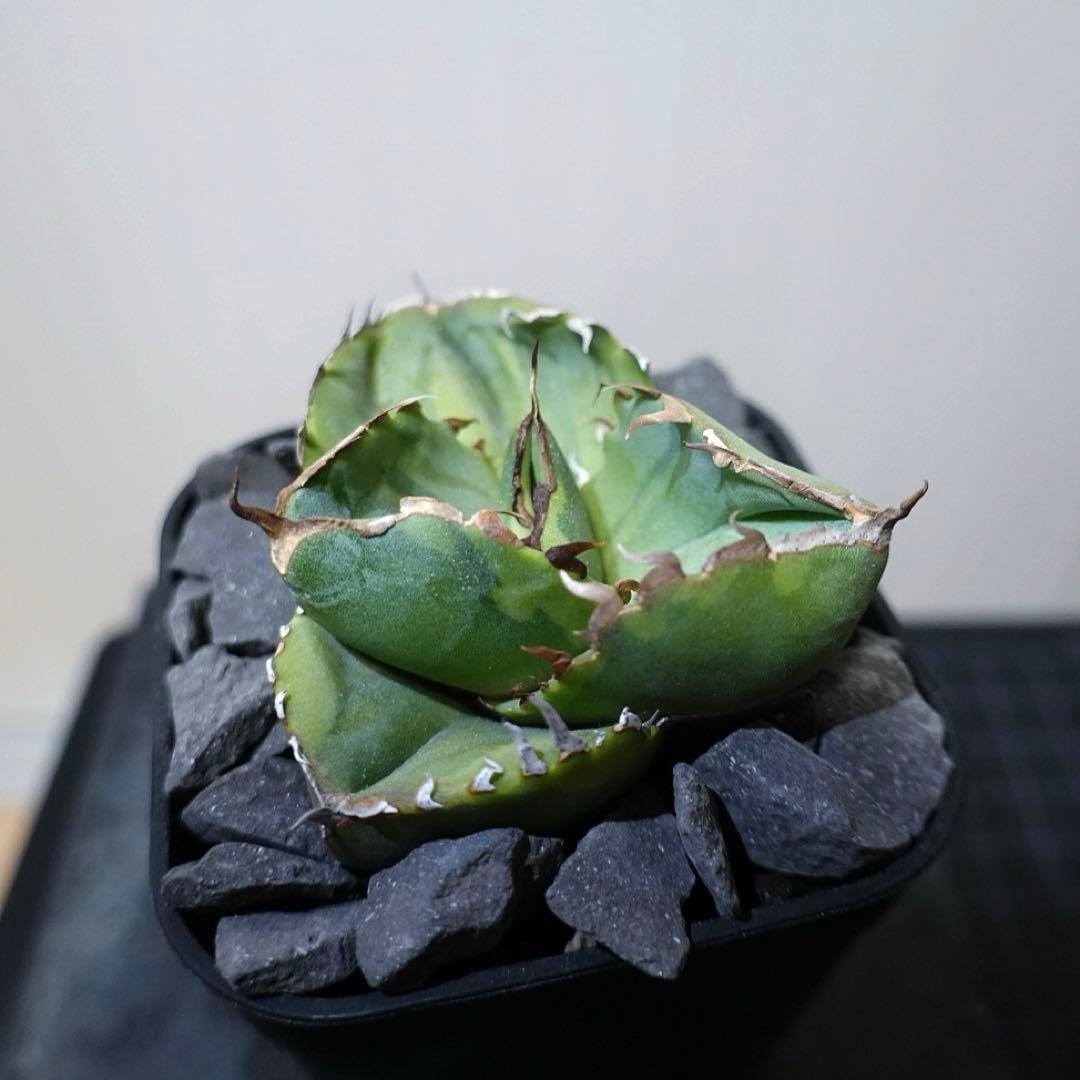 GTページ1237 【鉢のまま発送】 アガベ ジャガーノート錦 太陽神錦