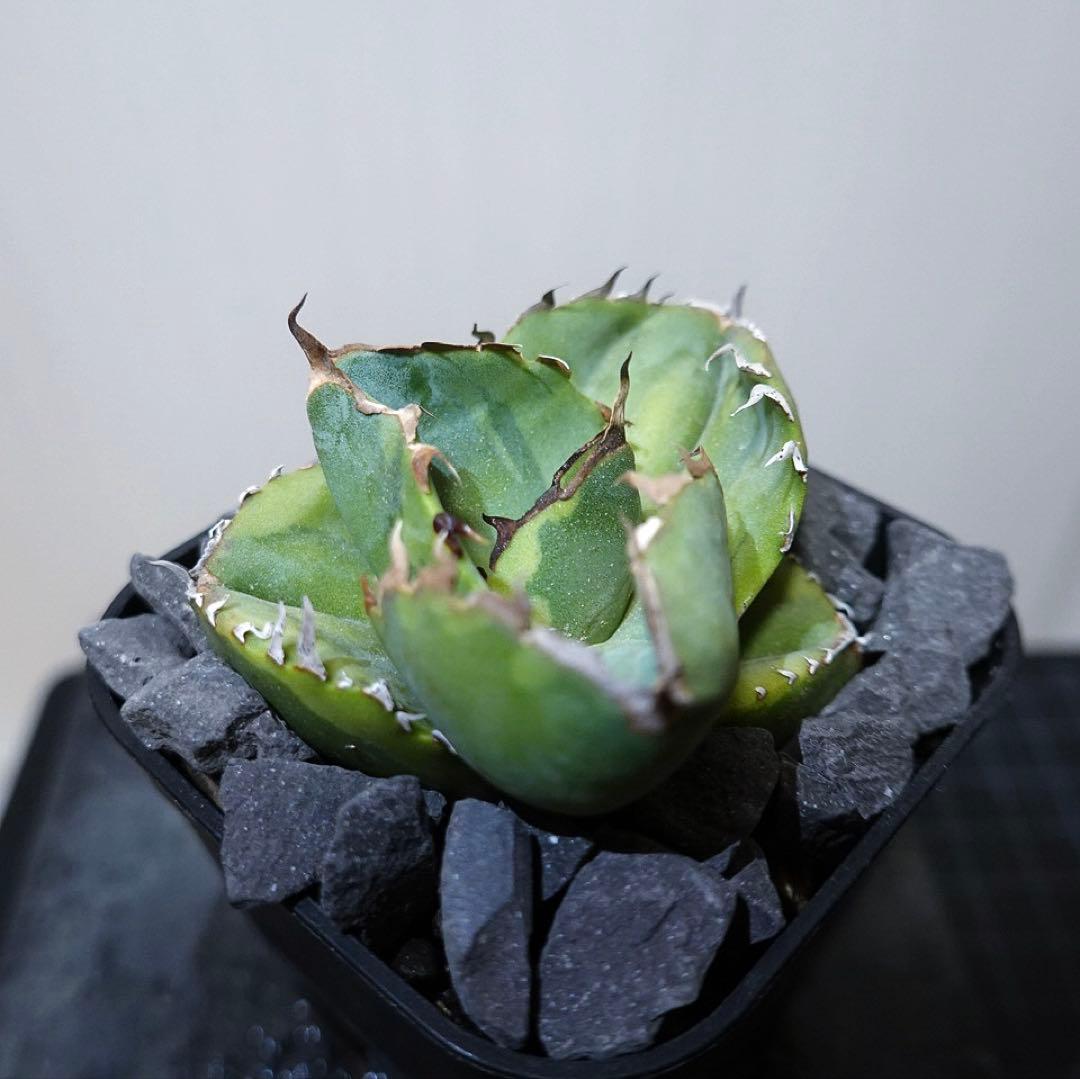 GTページ1237 【鉢のまま発送】 アガベ ジャガーノート錦 太陽神錦