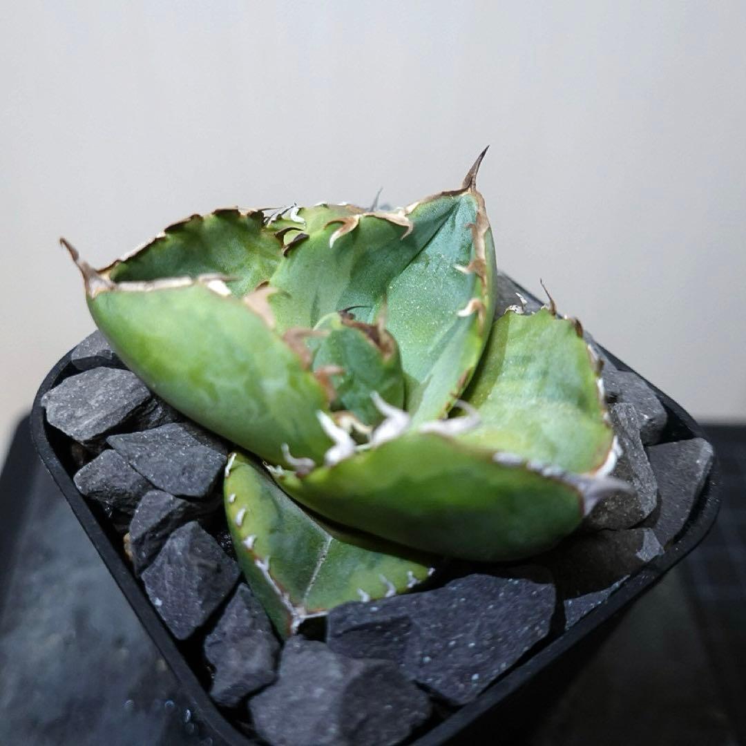 GTページ1237 【鉢のまま発送】 アガベ ジャガーノート錦 太陽神錦