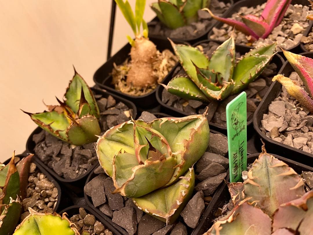 GTページ1237 【鉢のまま発送】 アガベ ジャガーノート錦 太陽神錦