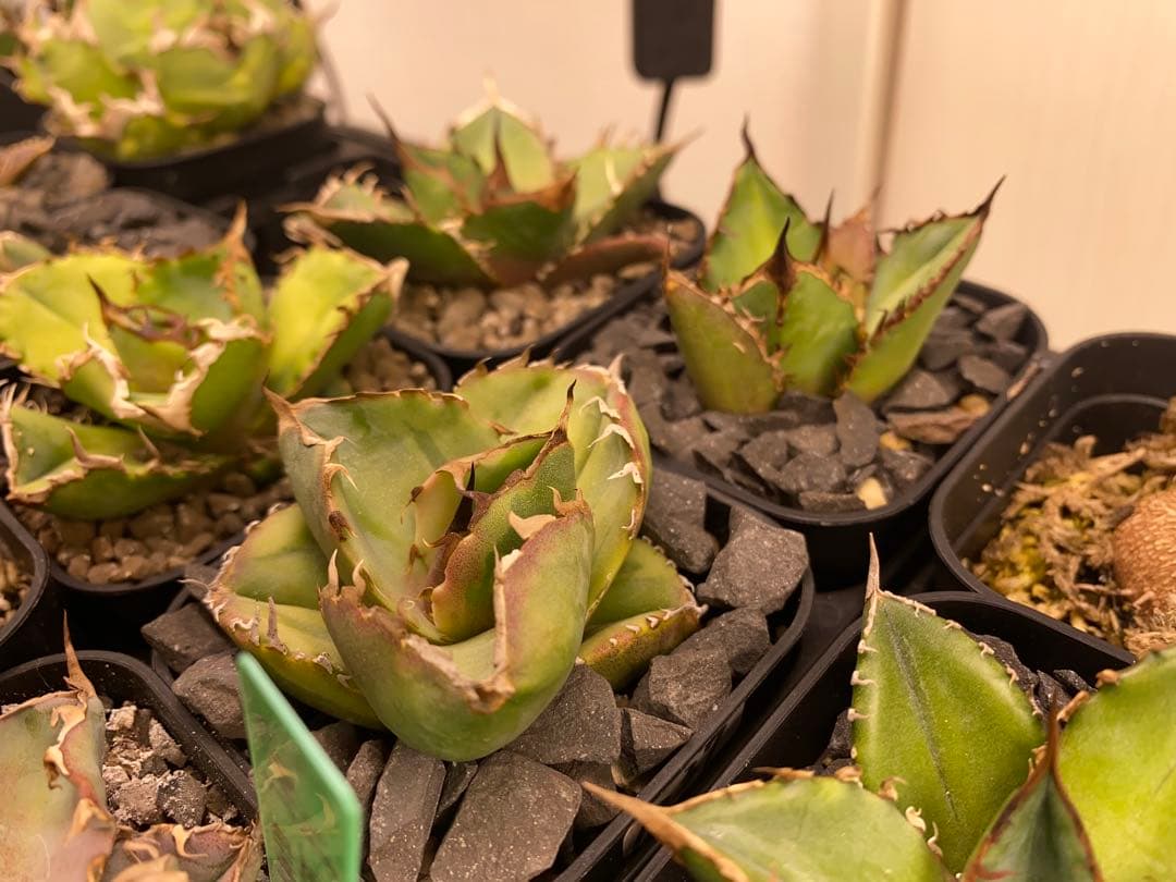 GTページ1237 【鉢のまま発送】 アガベ ジャガーノート錦 太陽神錦