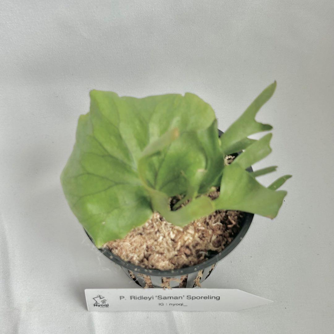 【メルカリ便】P. Ridleyi ‘Saman’ (Spore)【68】