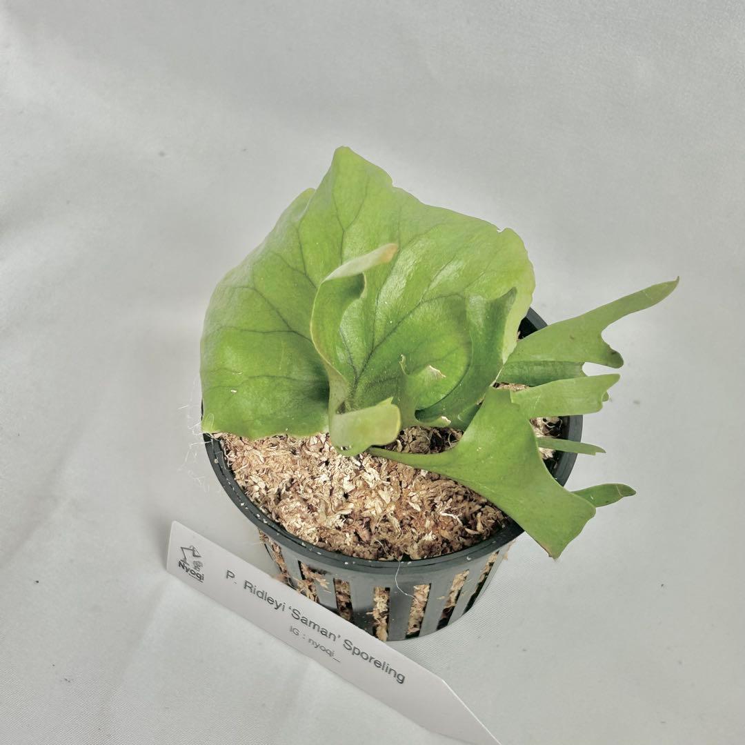 【メルカリ便】P. Ridleyi ‘Saman’ (Spore)【68】