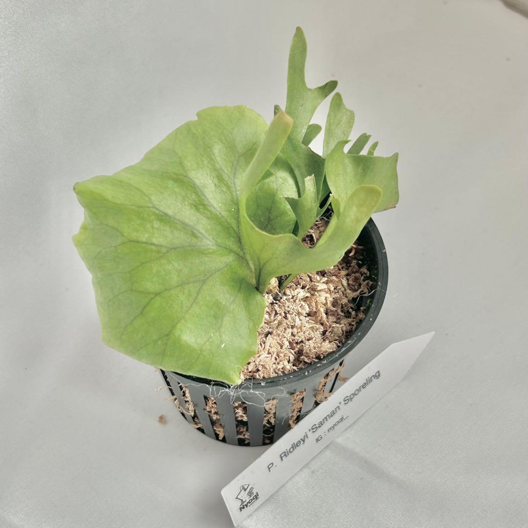 【メルカリ便】P. Ridleyi ‘Saman’ (Spore)【68】