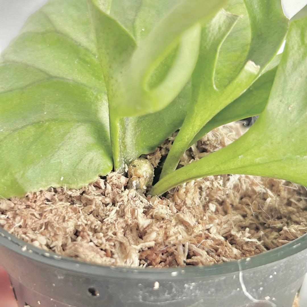 【メルカリ便】P. Ridleyi ‘Saman’ (Spore)【68】