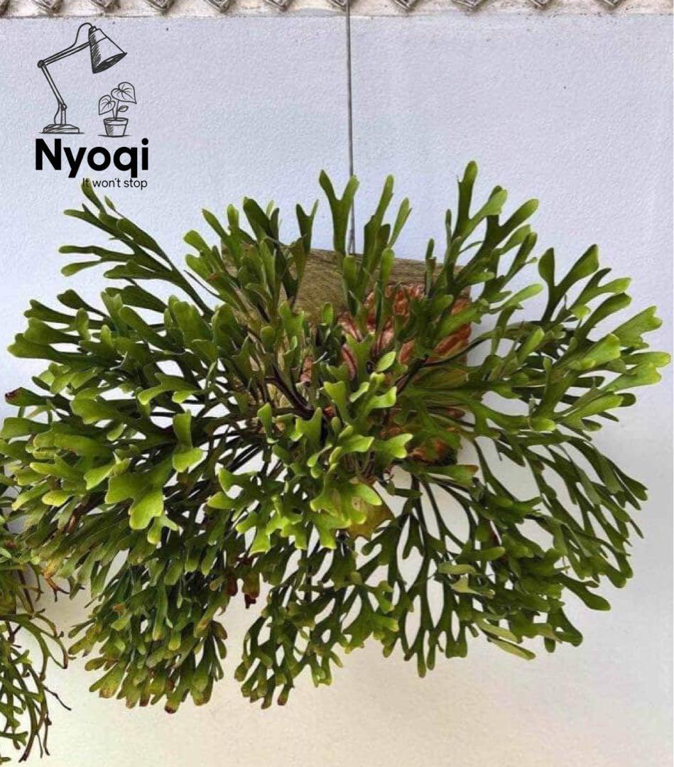 【メルカリ便】P. Ridleyi ‘Saman’ (Spore)【68】