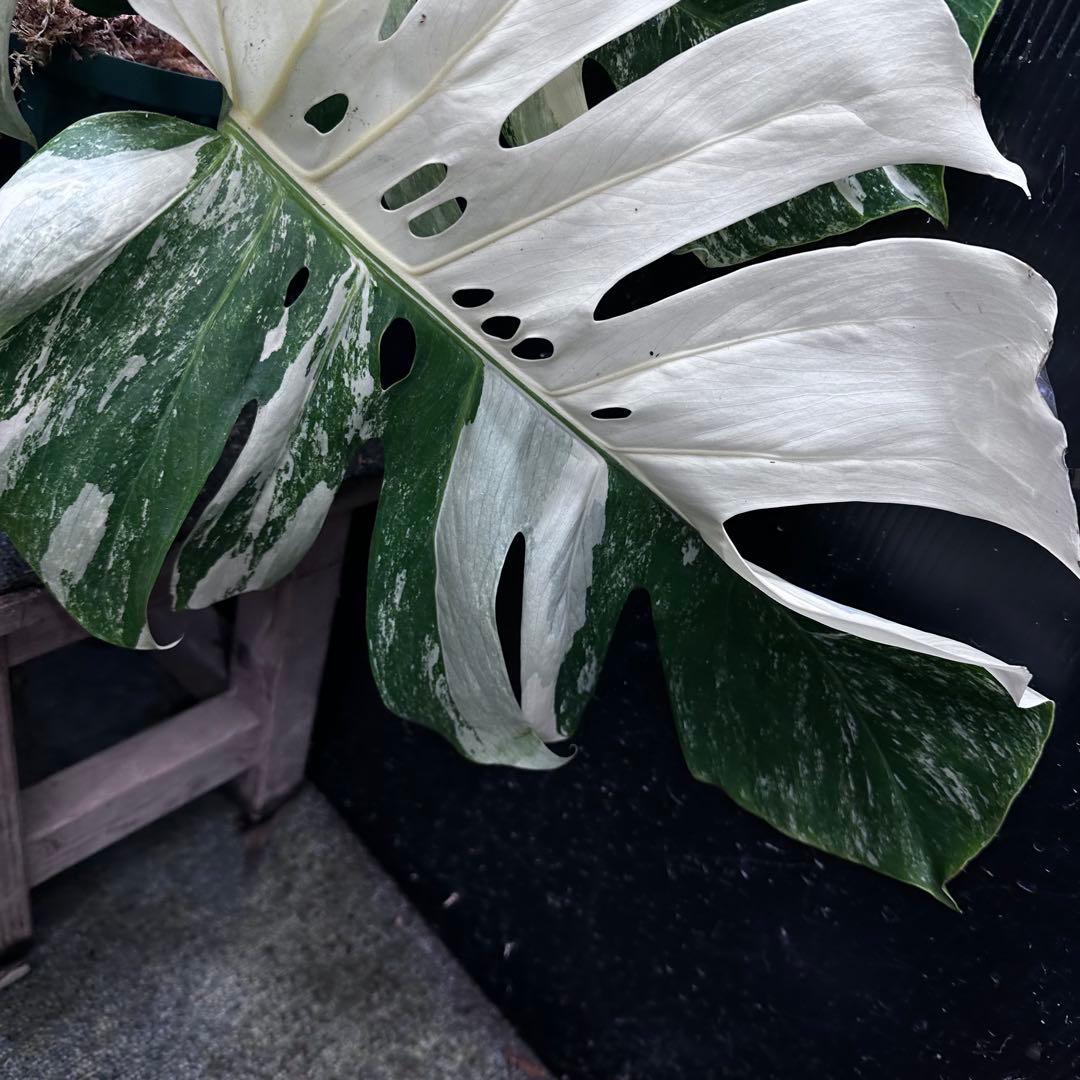 斑入りモンステラ ホワイトタイガー極美大株53cm白斑多