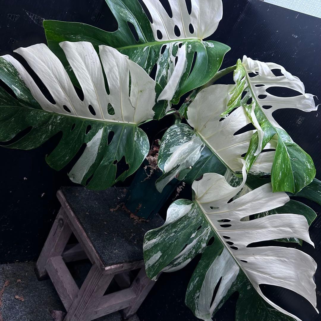 斑入りモンステラ ホワイトタイガー極美大株53cm白斑多