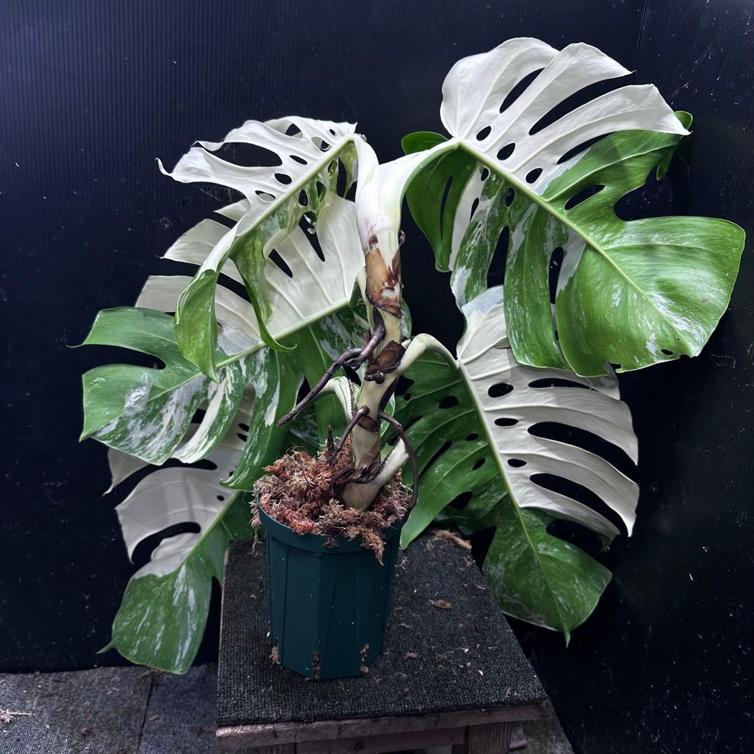 斑入りモンステラ ホワイトタイガー極美大株53cm白斑多