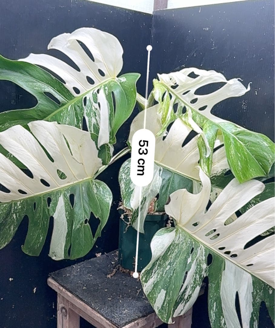 斑入りモンステラ ホワイトタイガー極美大株53cm白斑多