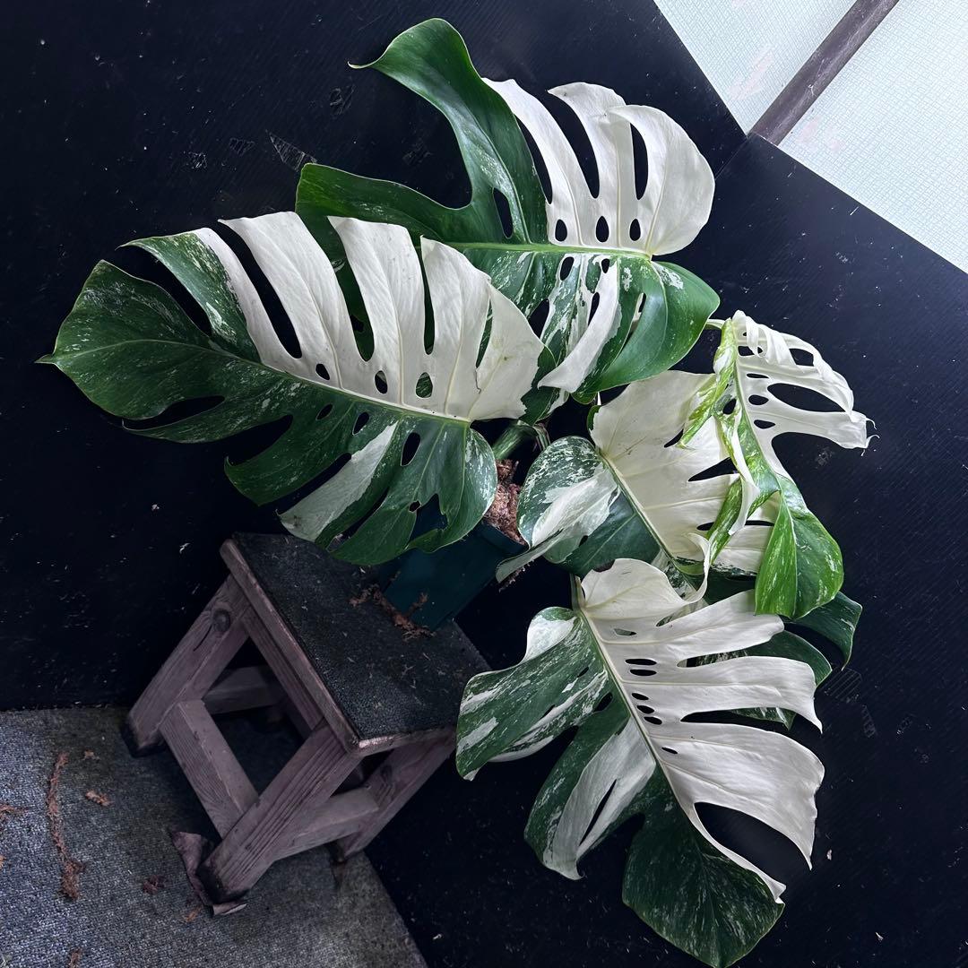 斑入りモンステラ ホワイトタイガー極美大株53cm白斑多
