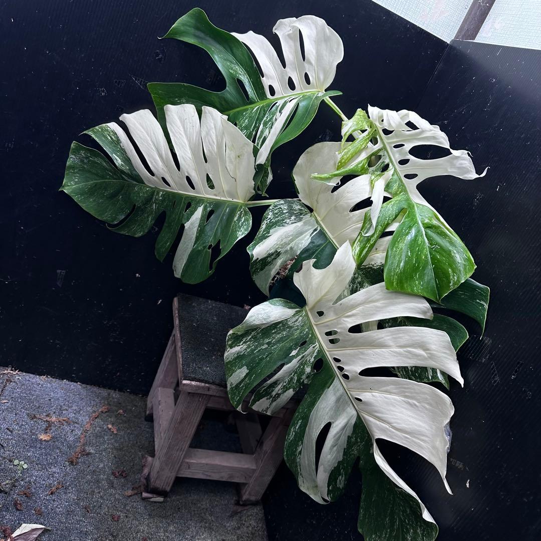 斑入りモンステラ ホワイトタイガー極美大株53cm白斑多