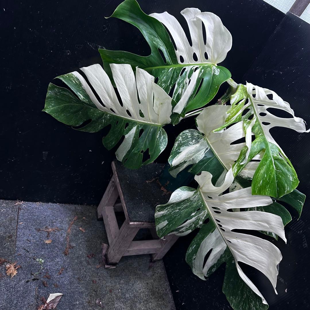 斑入りモンステラ ホワイトタイガー極美大株53cm白斑多