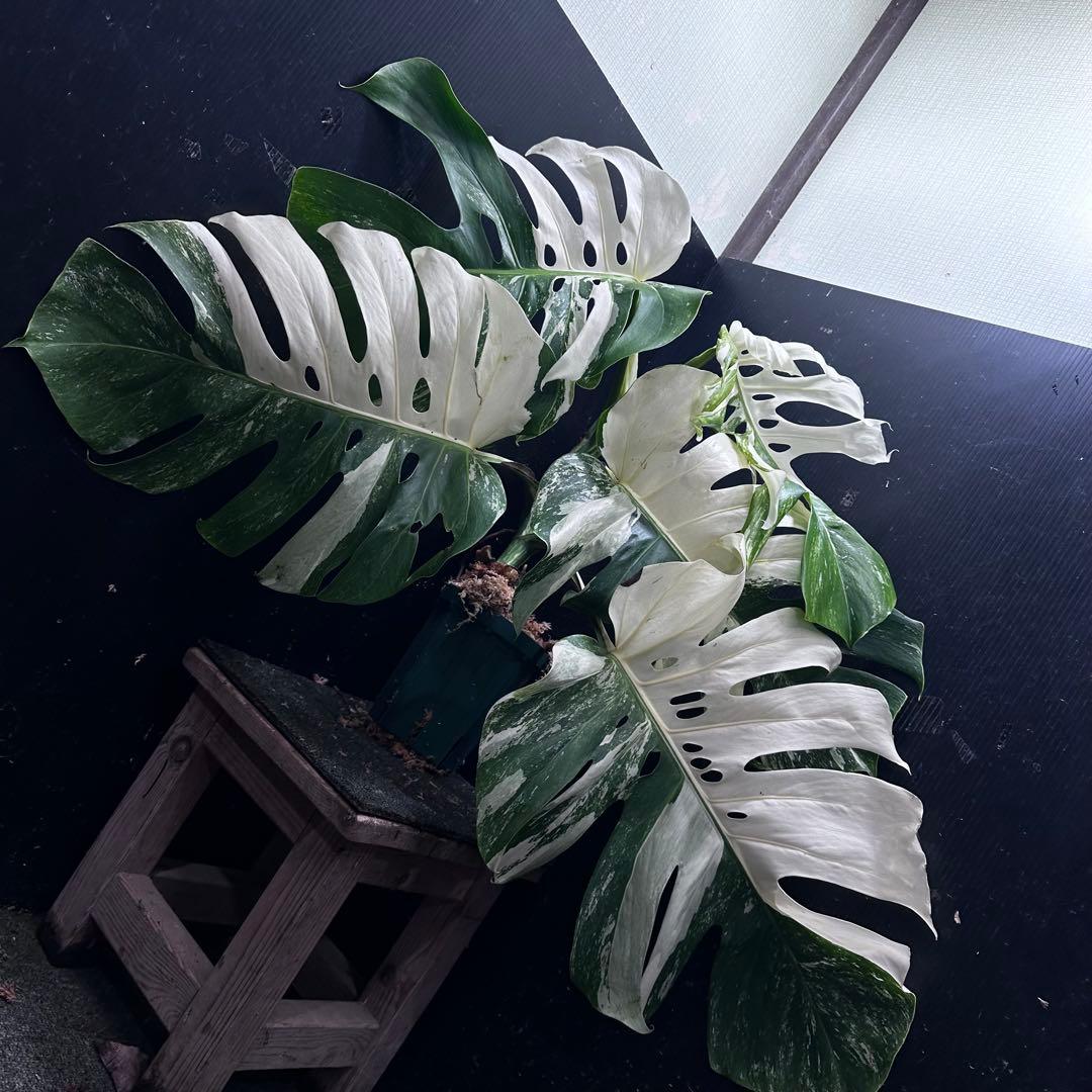 斑入りモンステラ ホワイトタイガー極美大株53cm白斑多