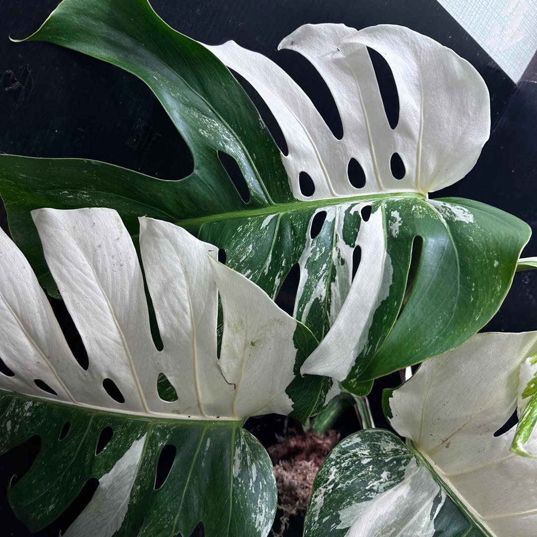 斑入りモンステラ ホワイトタイガー極美大株53cm白斑多